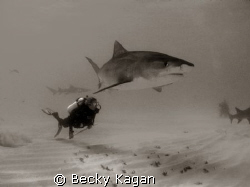 Swimming with Danger! A friend swims alongside a large 12... by Becky Kagan 